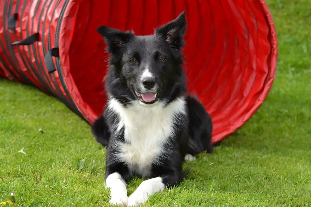 a collie being rinsed thoroughly after shampooing