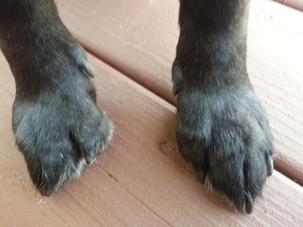 a composite deck free of scratches from dog nails