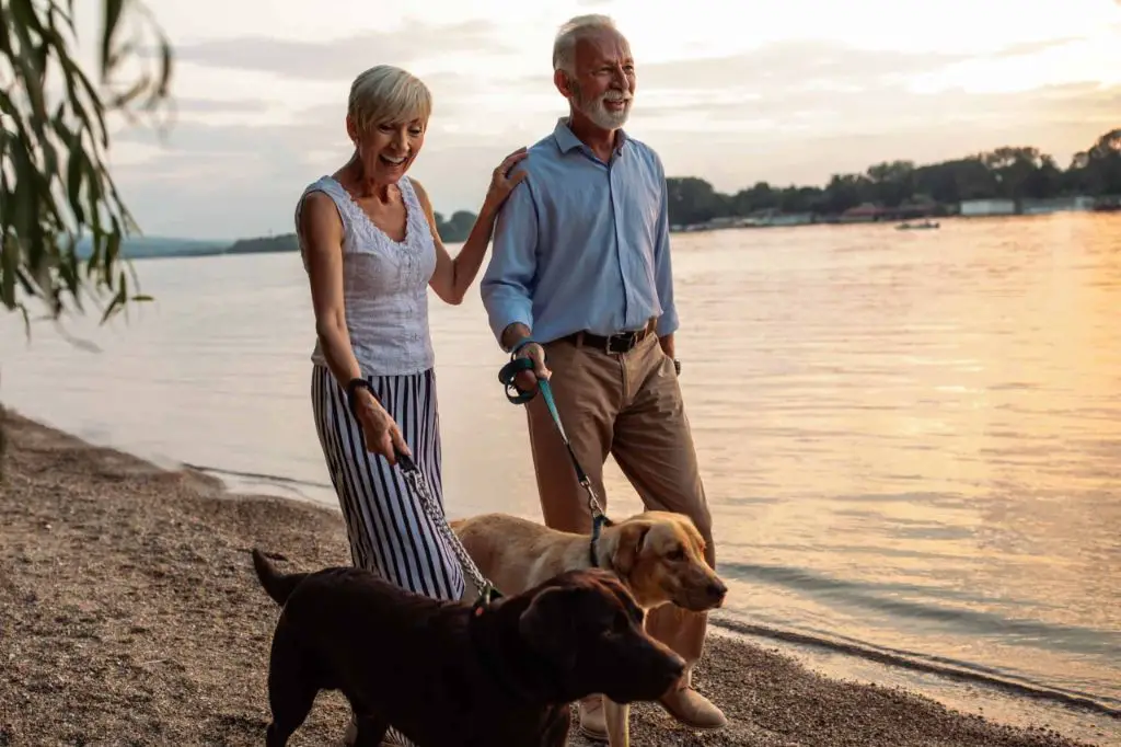 a couple walking their dogs together