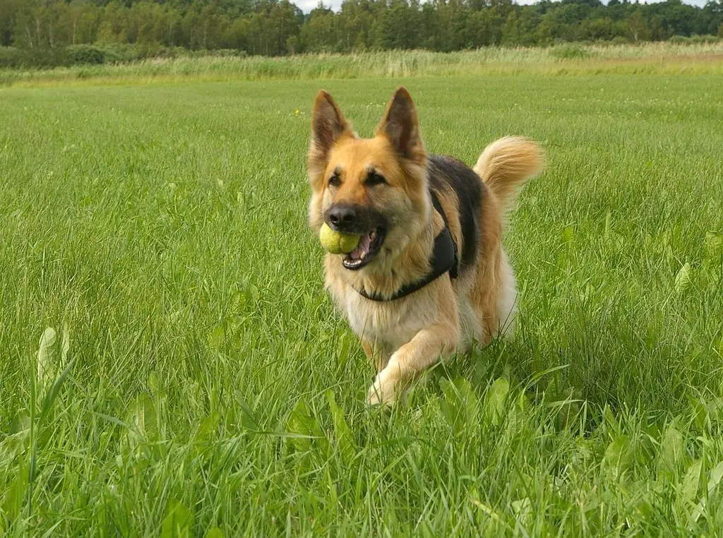 a courageous german shepherd dog runs purposefully through a field, focused on its destination despite high grasses blocking its path.