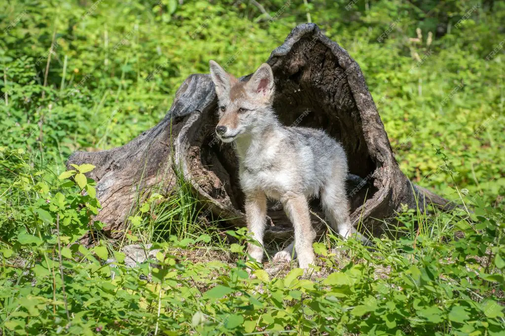 a coyote pup standing in a field