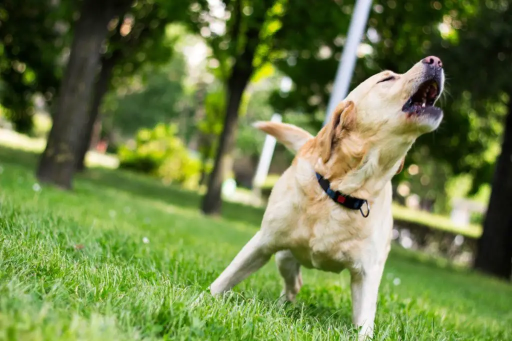 a crowd at a sporting event dancing and cheering to the song who let the dogs out