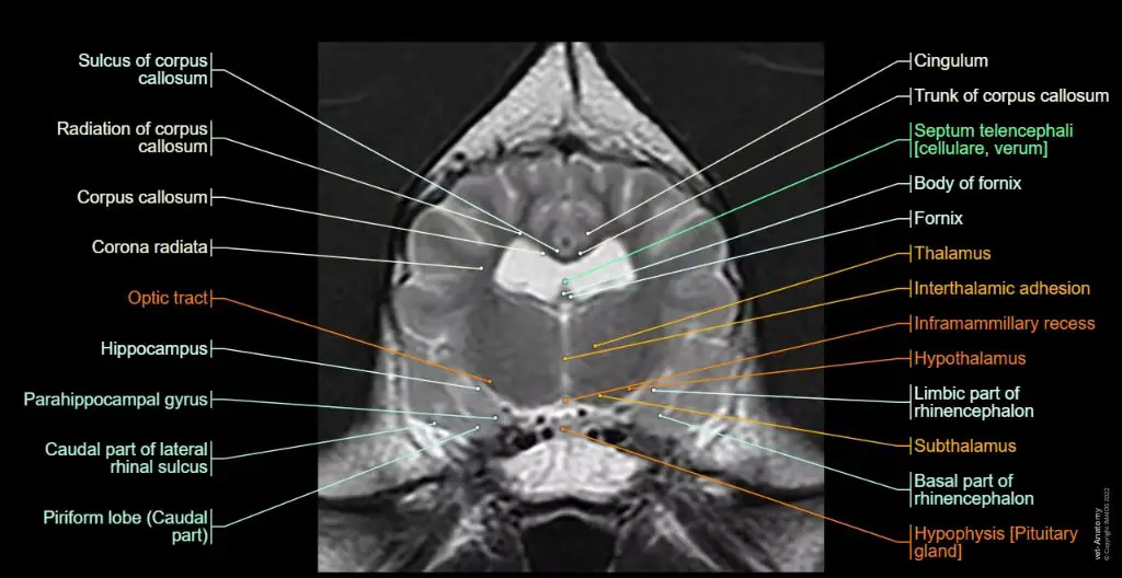 a ct scan image showing a cross-section of a dog's brain.