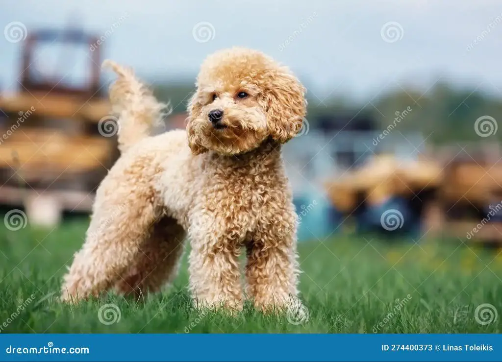 a curly-coated brown poodle standing in a yard