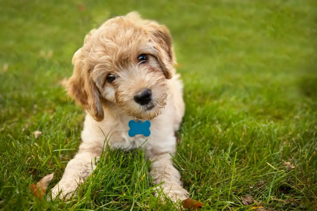 a cute goldendoodle puppy with golden fur and a fluffy face.