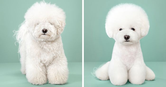 a cute groomed dog looking happy and handsome after a salon visit.