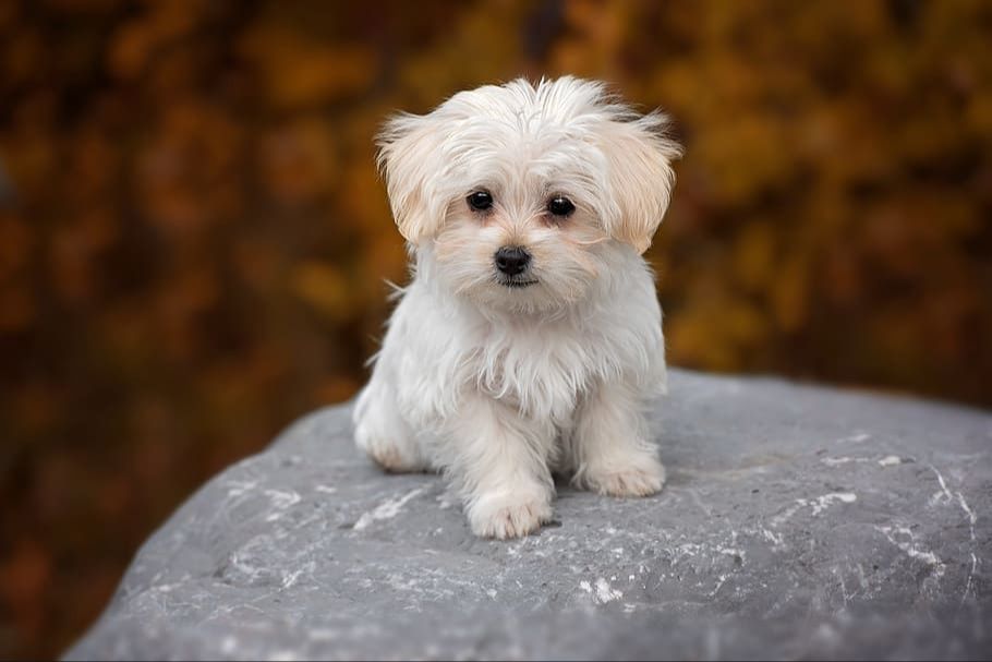 a cute small white maltese dog.