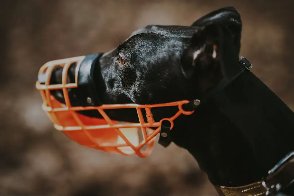 a dangerous dog wearing a muzzle, as one requirement for aggressive dogs in public.