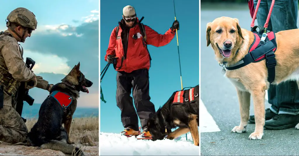 a detection dog at work