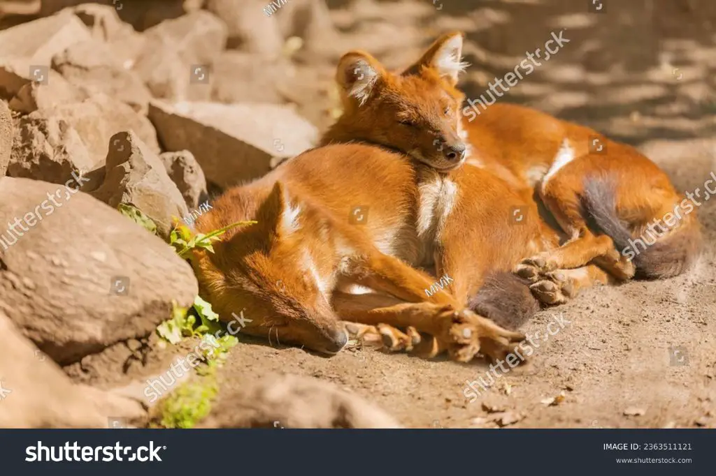 a dhole puppy in india's thar desert