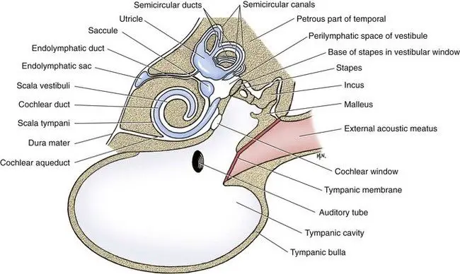 a diagram comparing the ear anatomy of cats vs dogs.