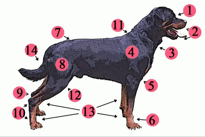 a diagram of the nerves in a dog's front and back paws.