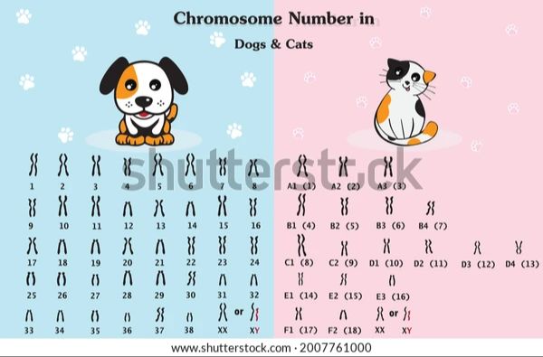 a diagram showing cat and dog chromosomes