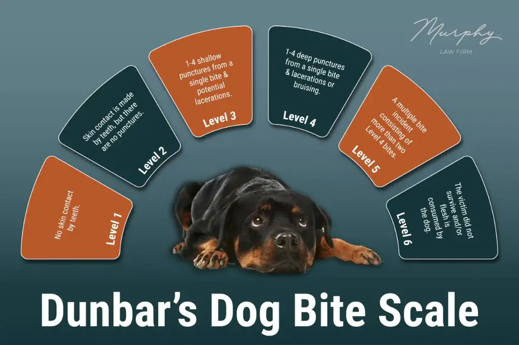 a diagram showing different levels of dog bite severity