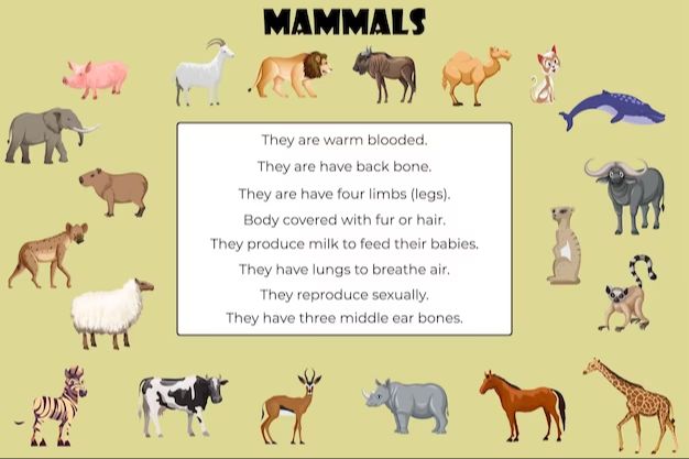 a diagram showing key mammalian traits like fur, live birth, and milk production.