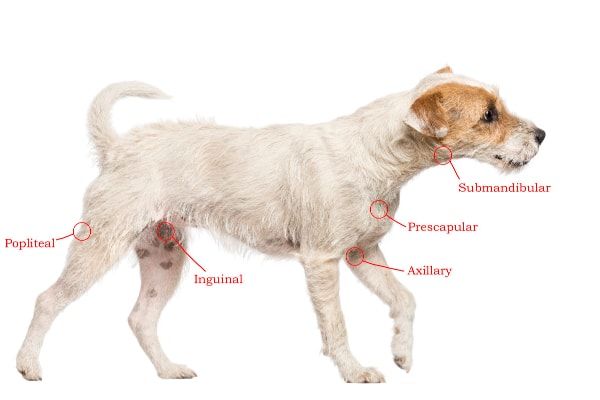 a diagram showing the locations of lymph nodes throughout a dog's body.