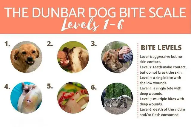 a diagram shows different levels of dog bite severity, from minor skin contact to fatal maulings.