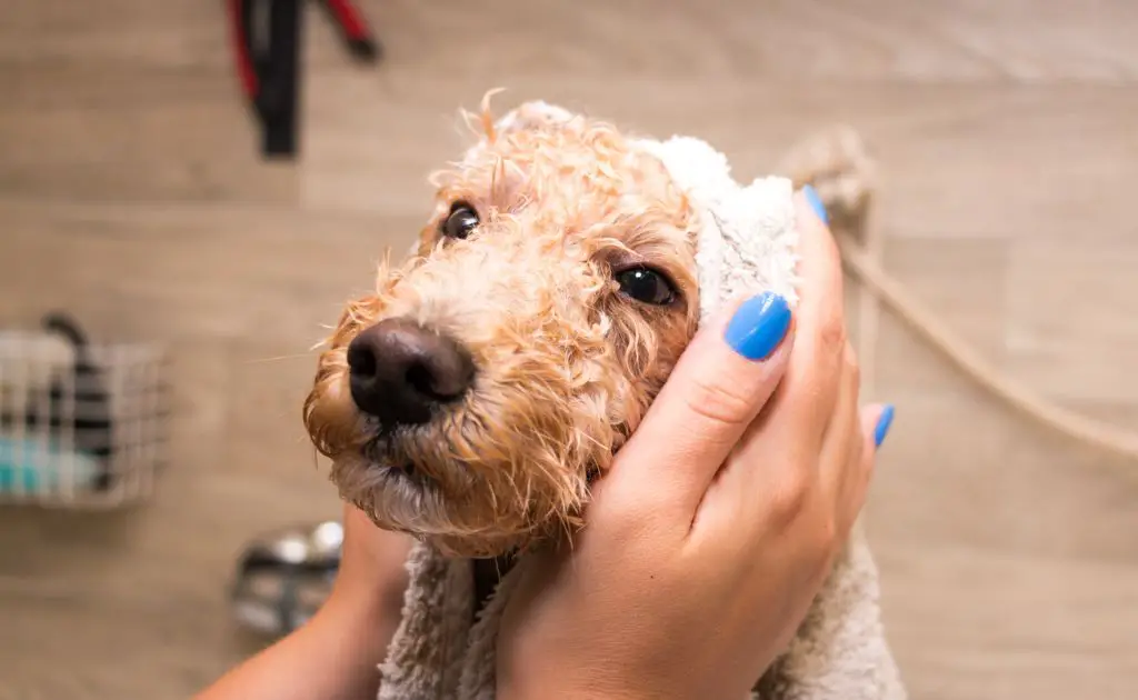 a dog acting anxious and shy after having its whiskers trimmed short