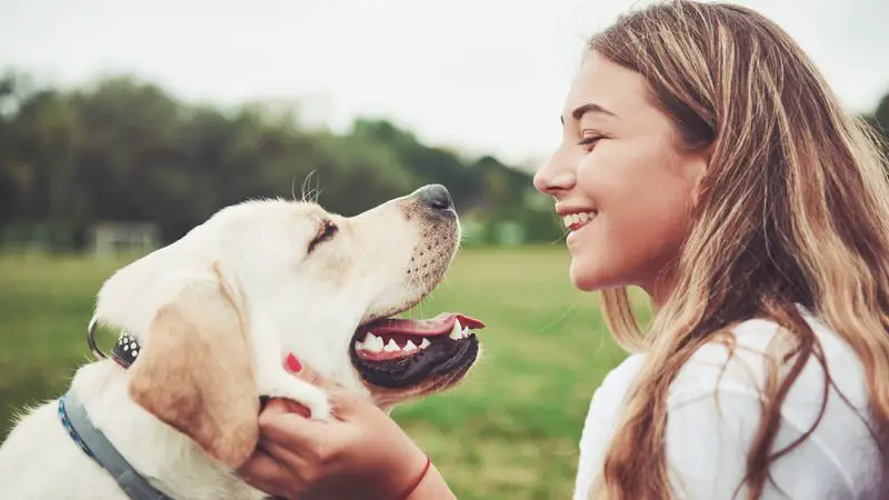 a dog affectionately greeting its owner