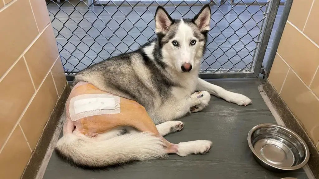 a dog after a total hip replacement procedure