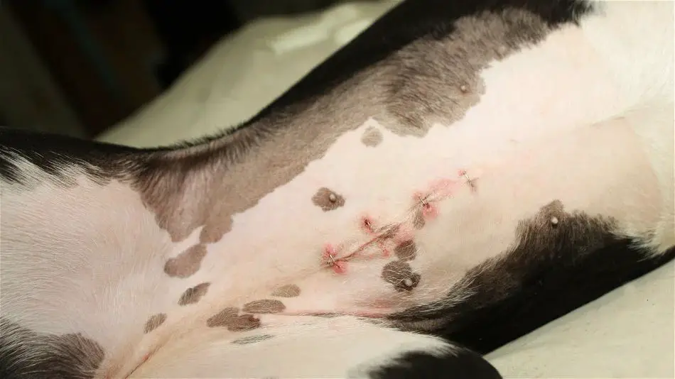 a dog after undergoing a spay surgery