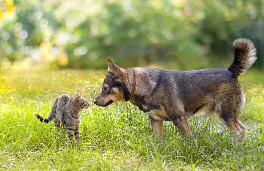 a dog and cat cautiously sniffing each other during their first meeting