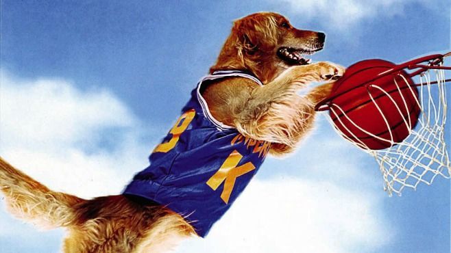 a dog and human playing basketball