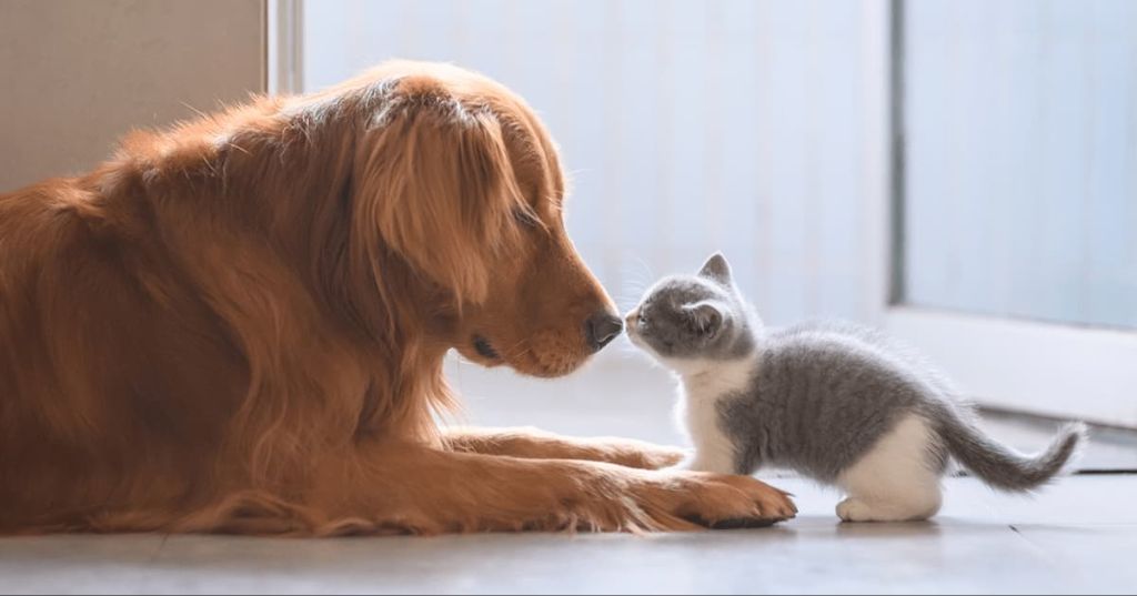 a dog and kitten cautiously interacting