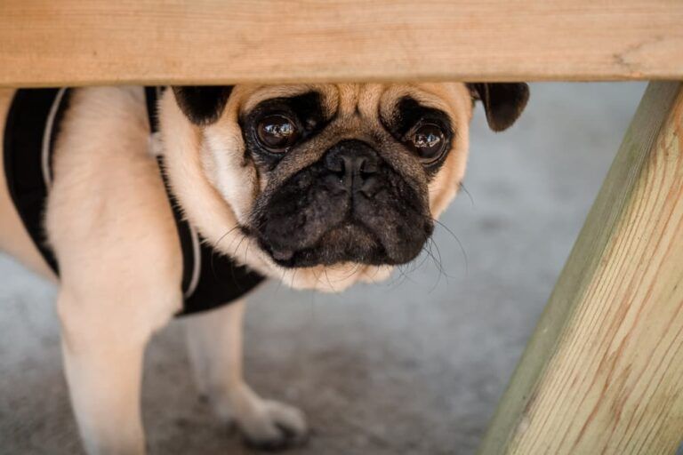 a dog appearing anxious as it reacts to the sound of a dog whistle