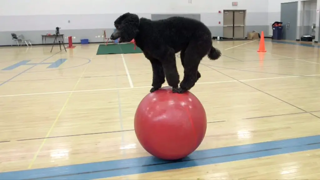 a dog balancing on an exercise ball