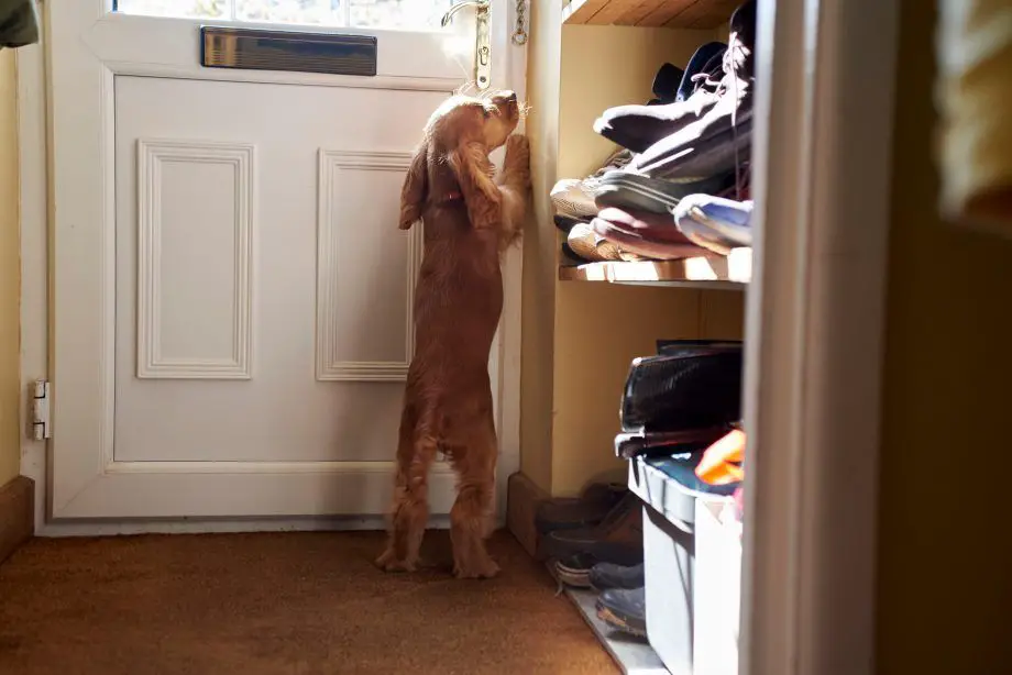 a dog barking and scratching at the crate door