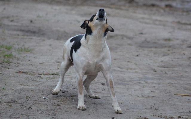 a dog barking at a door signals it wants to come inside for attention and companionship from its owner.