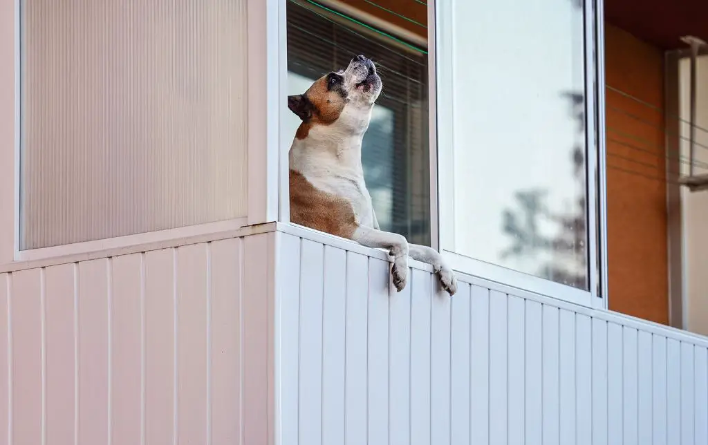 a dog barking persistently at a door can be a sign it feels lonely or bored and wants human interaction inside the home.