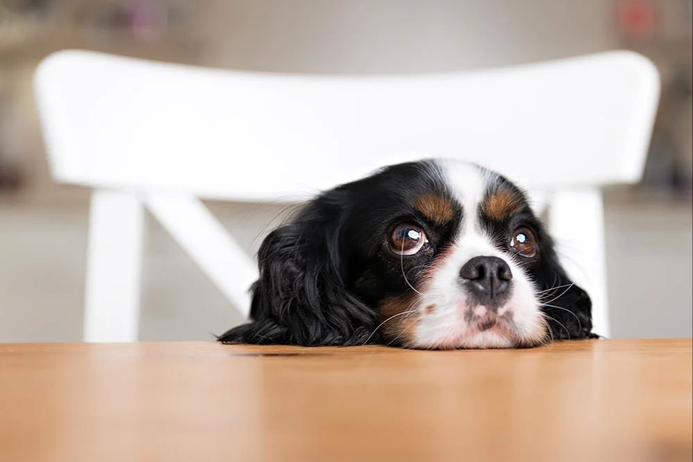 a dog begging at the table.