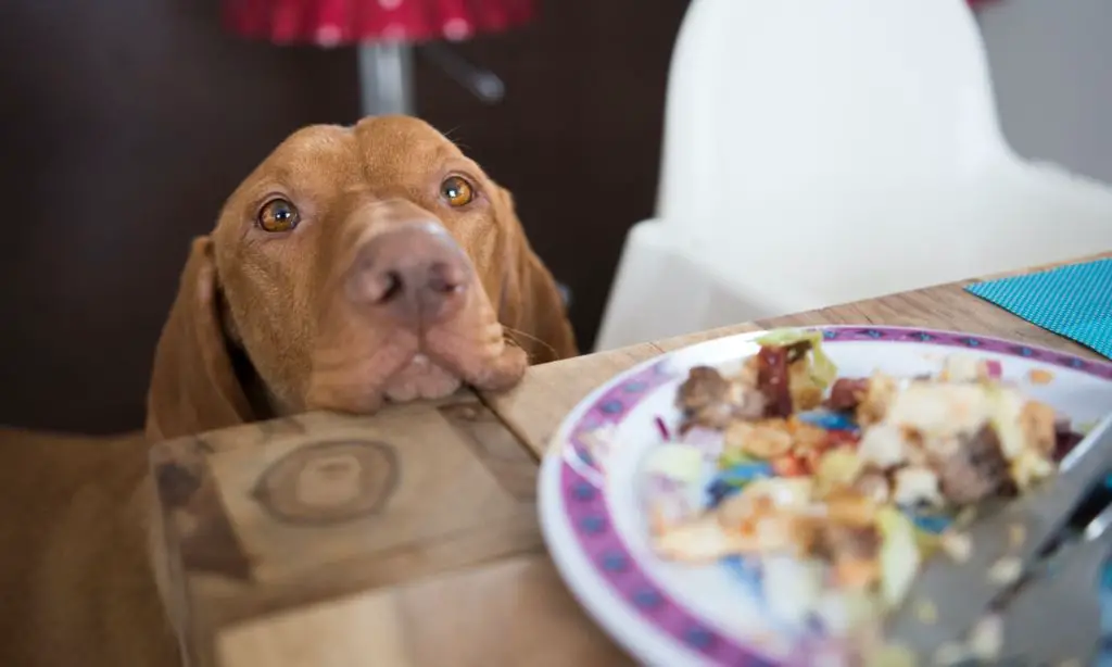 a dog begging for food