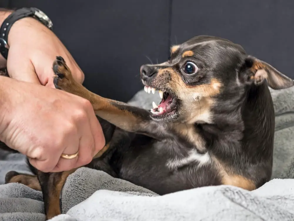 a dog behaving fearfully