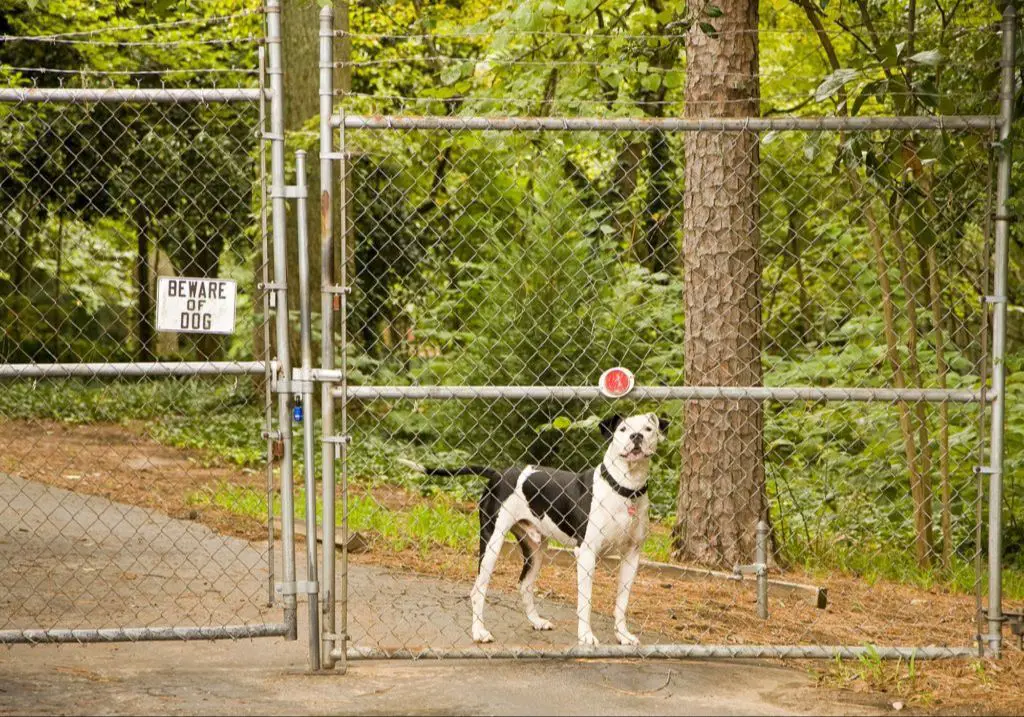 a dog behind a fence on its owner's property