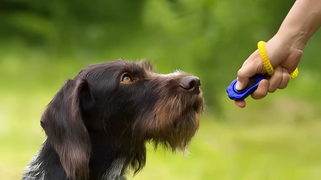 a dog being clicker trained with positive reinforcement