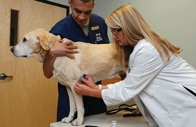 a dog being examined by a vet