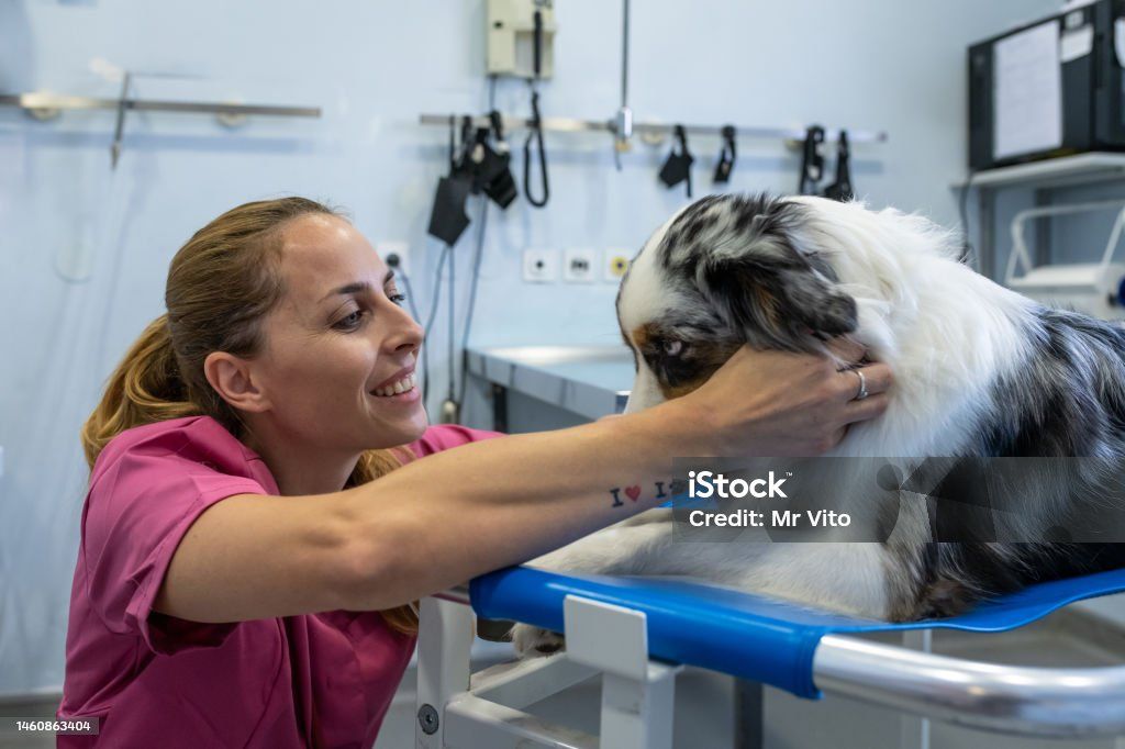 a dog being examined by a veterinarian