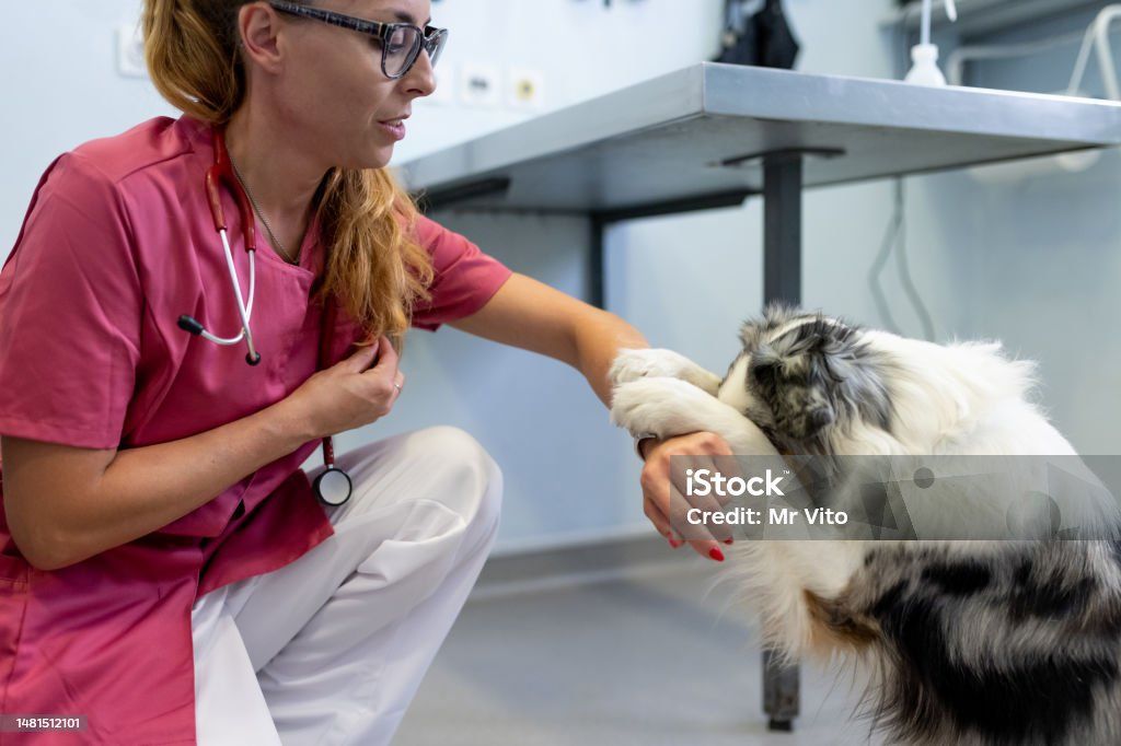 a dog being examined by a veterinarian.