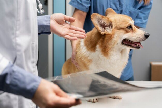 a dog being examined by a veterinarian for possible arthritis