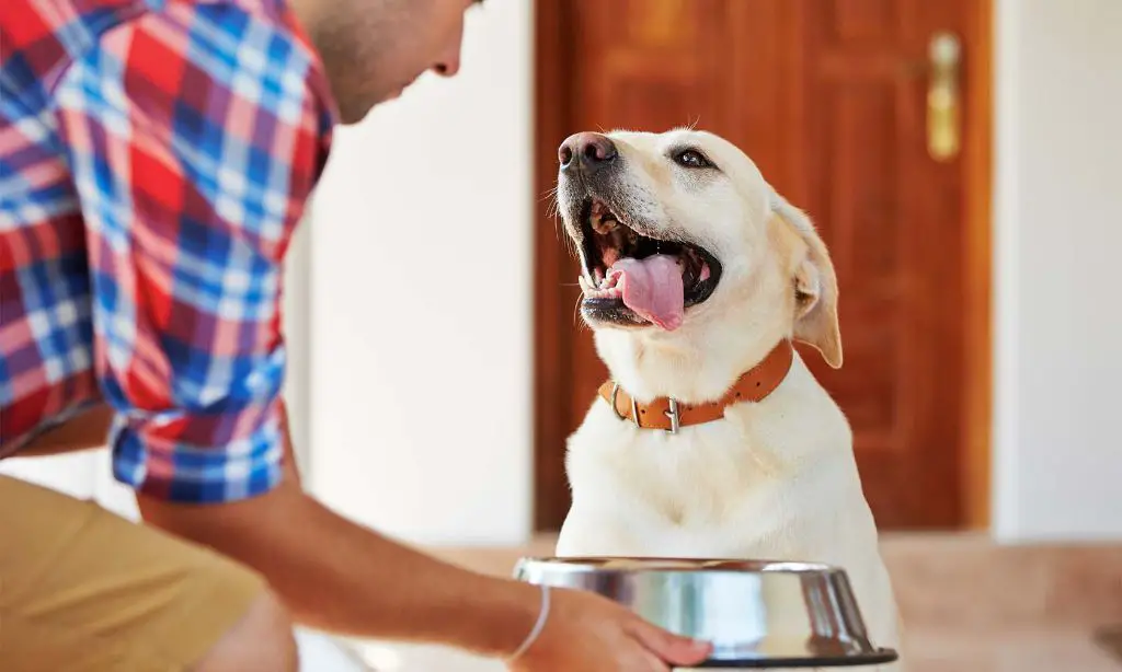 a dog being fed by an owner