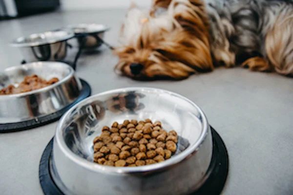 a dog being free-fed from an always full food bowl