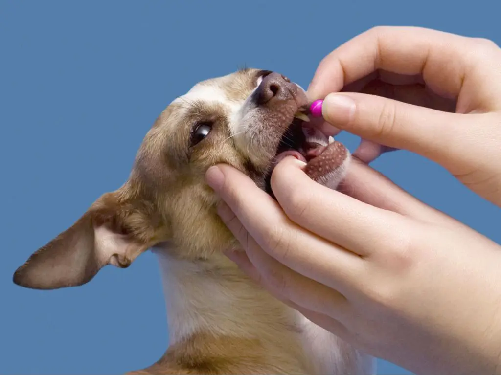 a dog being given deworming medication