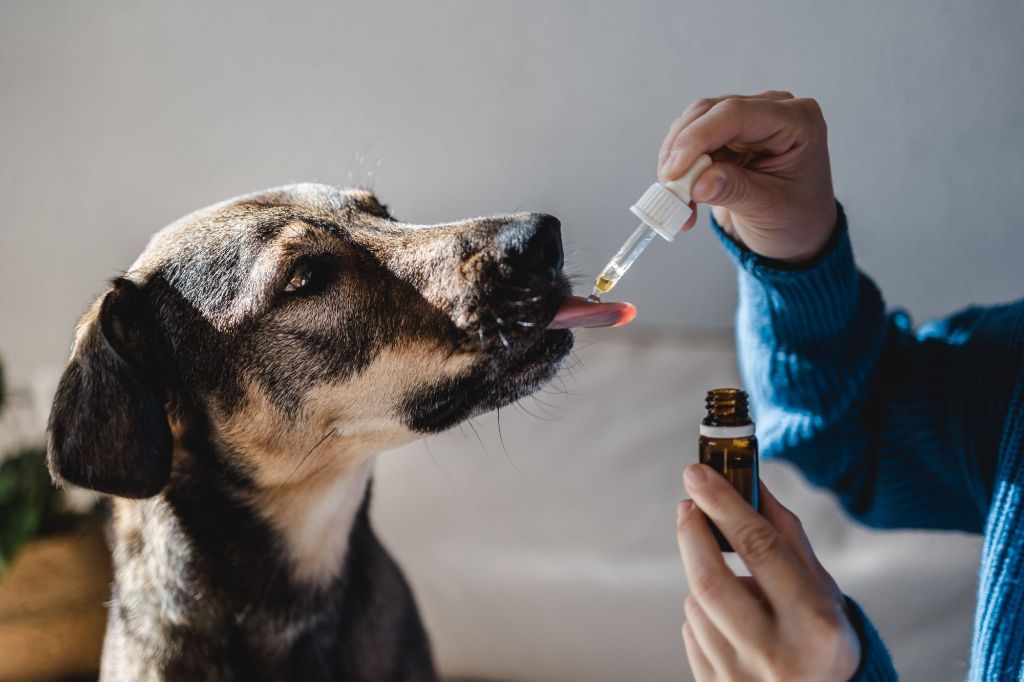 a dog being given medication