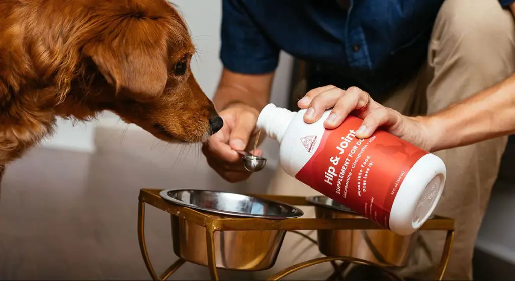 a dog being given supplements