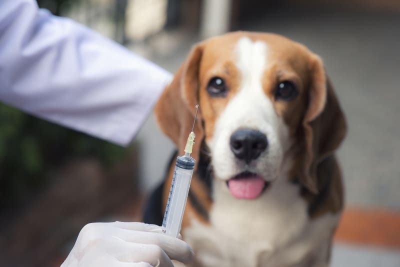 a dog being monitored after receiving vaccinations