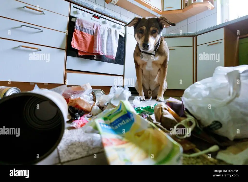 a dog being monitored at home