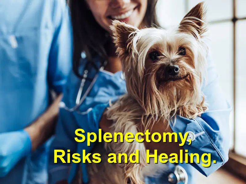 a dog being monitored for clotting issues after splenectomy